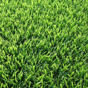 Fresh Manderley Kentucky Bluegrass sod rolls for sale in Edmonton