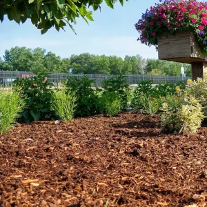 Shredded Cedar Mulch Supplied By Radiant Landscape Supplies Edmonton